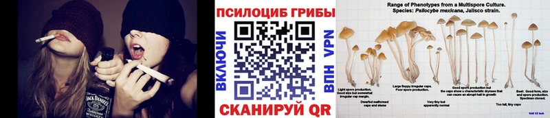 мега ссылка  Стародуб  Псилоцибиновые грибы прущие грибы 